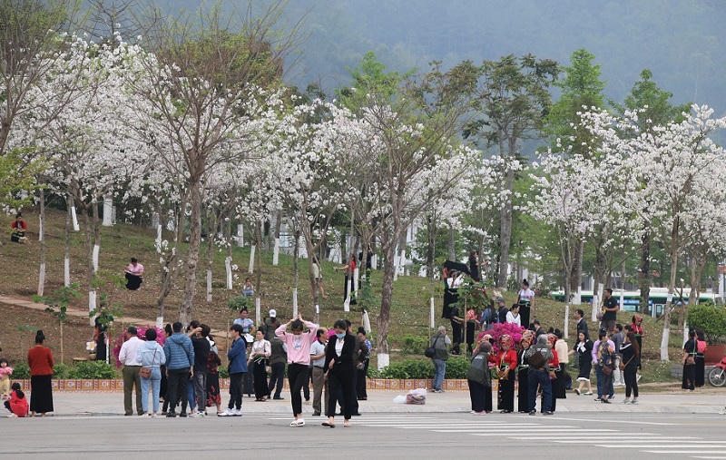Rực rỡ lễ hội “Mùa hoa ban” ở Sơn La