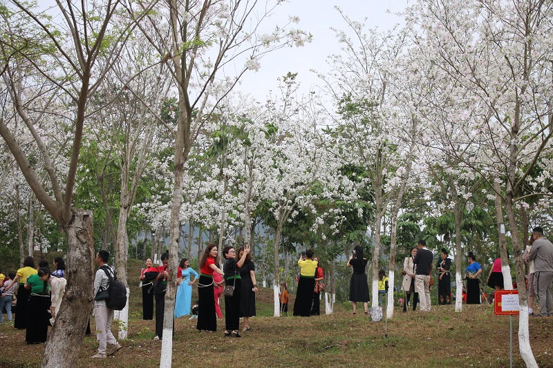 Rực rỡ lễ hội “Mùa hoa ban” ở Sơn La