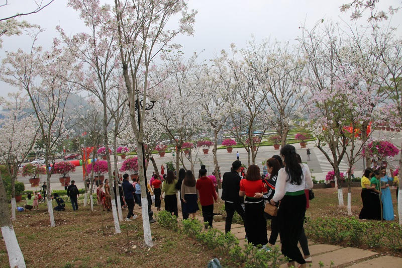 Rực rỡ lễ hội “Mùa hoa ban” ở Sơn La