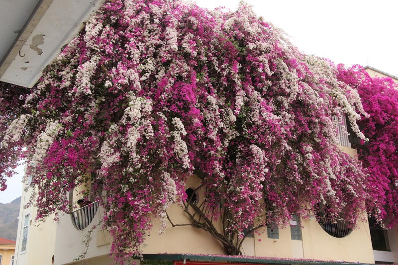 Mê mẩn ngắm giàn hoa giấy nở đẹp rực rỡ phủ quanh trường học