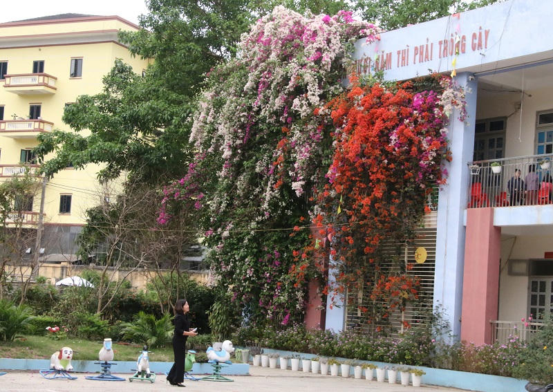 Mê mẩn ngắm giàn hoa giấy nở đẹp rực rỡ phủ quanh trường học