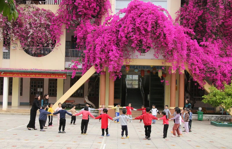 Mê mẩn ngắm giàn hoa giấy nở đẹp rực rỡ phủ quanh trường học