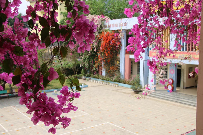 Mê mẩn ngắm giàn hoa giấy nở đẹp rực rỡ phủ quanh trường học