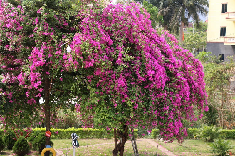 Mê mẩn ngắm giàn hoa giấy nở đẹp rực rỡ phủ quanh trường học