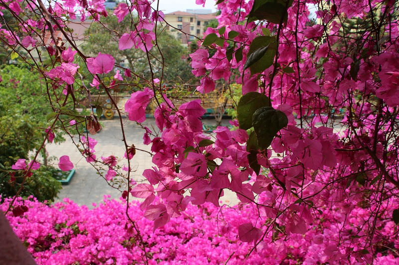 Mê mẩn ngắm giàn hoa giấy nở đẹp rực rỡ phủ quanh trường học