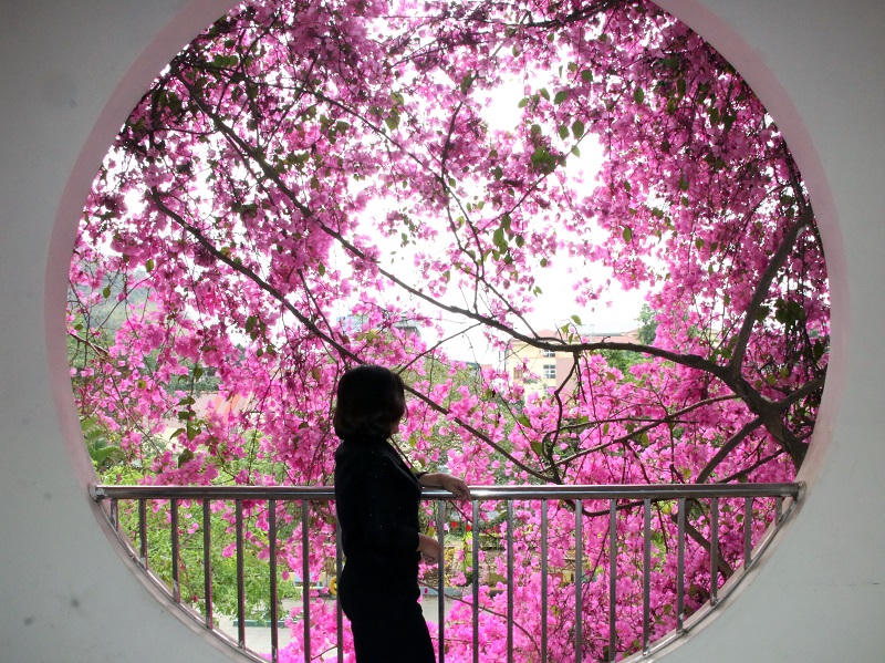 Mê mẩn ngắm giàn hoa giấy nở đẹp rực rỡ phủ quanh trường học