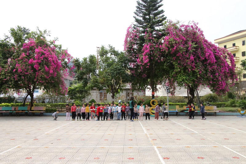 Mê mẩn ngắm giàn hoa giấy nở đẹp rực rỡ phủ quanh trường học