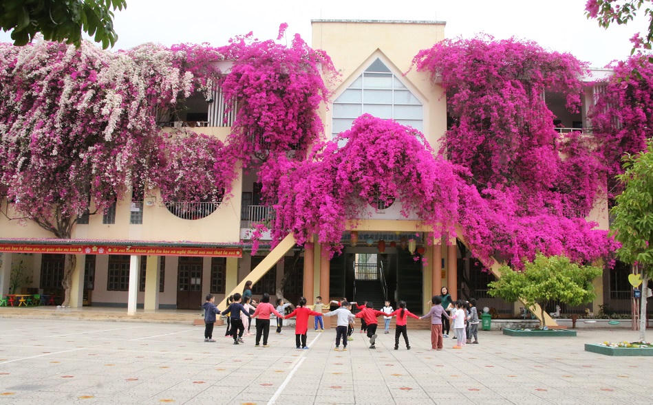 Mê mẩn ngắm giàn hoa giấy nở đẹp rực rỡ phủ quanh trường học