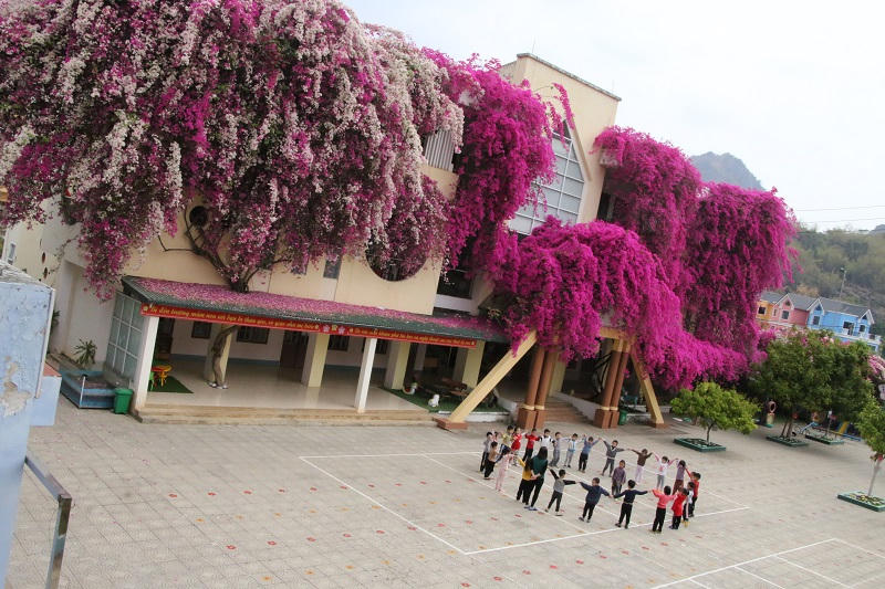 Mê mẩn ngắm giàn hoa giấy nở đẹp rực rỡ phủ quanh trường học