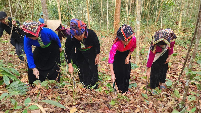 Chuyện người cao tuổi giữ rừng ở Điện Biên