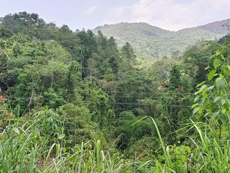 Chuyện người cao tuổi giữ rừng ở Điện Biên