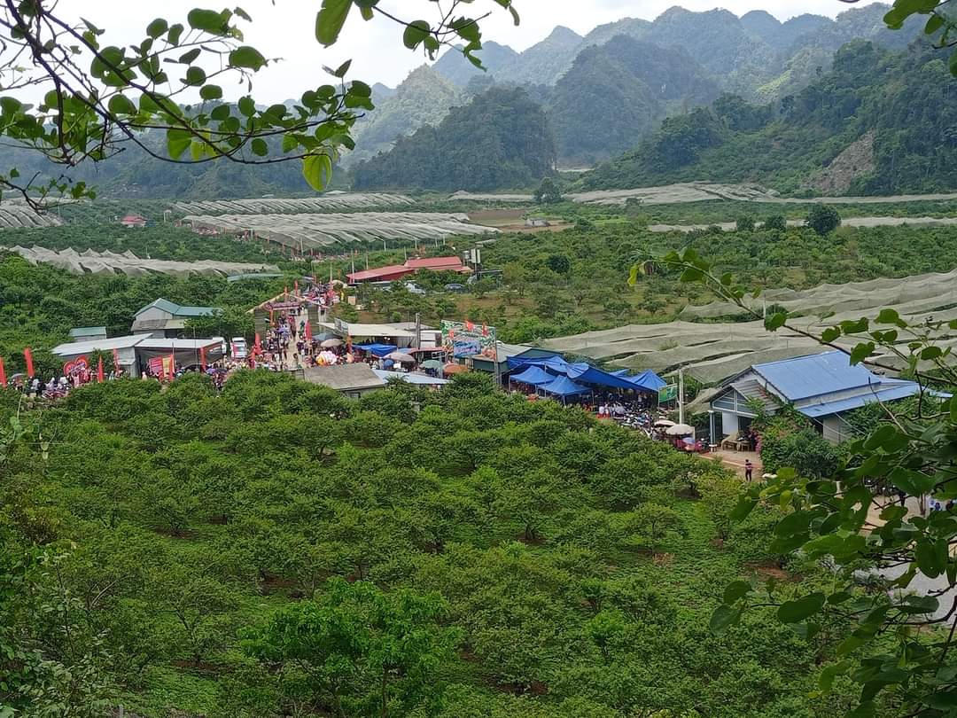 Rộn ràng ngày hội hái quả trên cao nguyên Mộc Châu