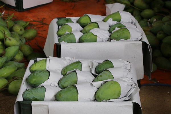 Mường La vào mùa xoài