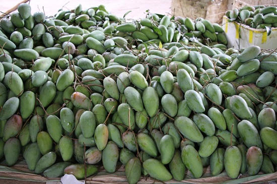 Mường La vào mùa xoài