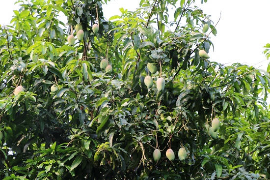 Mường La vào mùa xoài