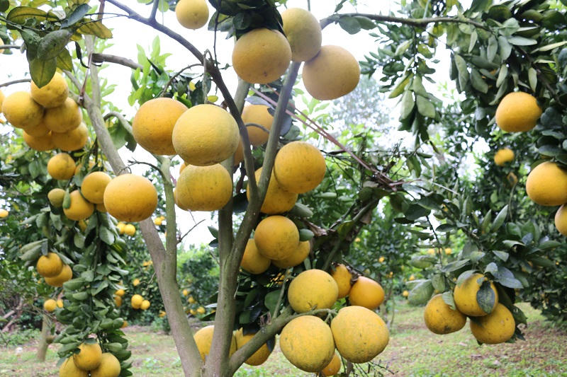 Mai Sơn (Sơn La): Chăm lo phát triển kinh tế vùng đồng bào dân tộc thiểu số