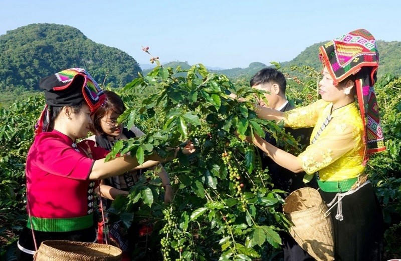 Mai Sơn (Sơn La): Chăm lo phát triển kinh tế vùng đồng bào dân tộc thiểu số