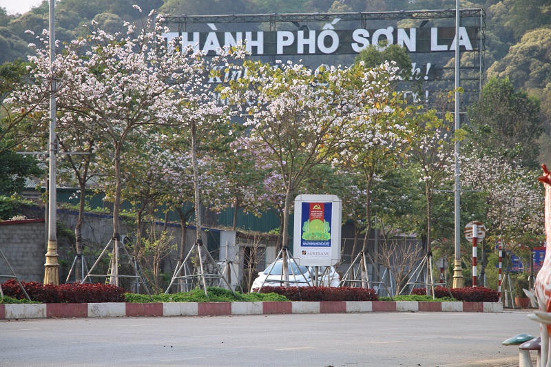Ngắm hoa ban nở giữa lòng phố núi Sơn La