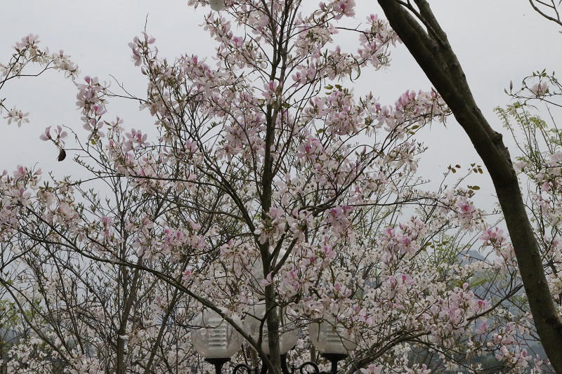 Ngắm hoa ban nở giữa lòng phố núi Sơn La