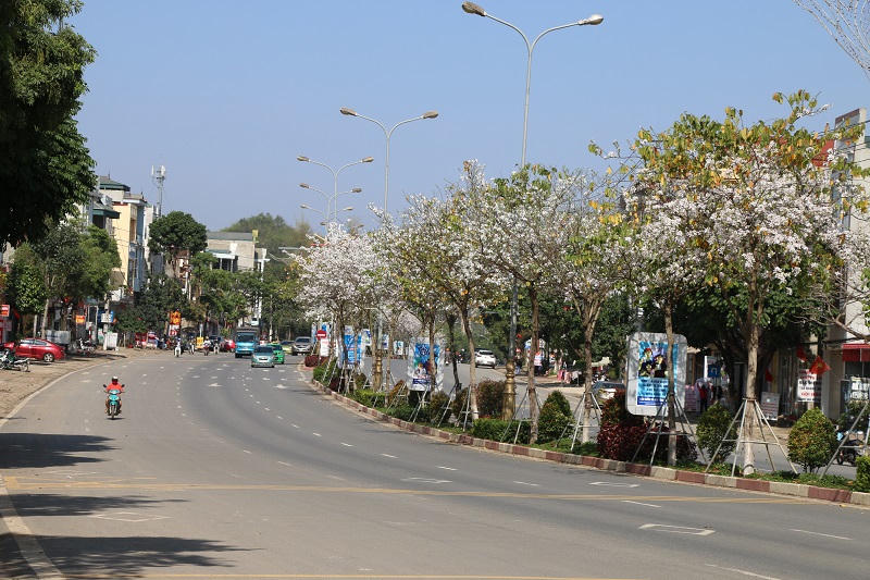 Ngắm hoa ban nở giữa lòng phố núi Sơn La