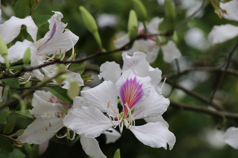 Ngắm hoa ban nở giữa lòng phố núi Sơn La