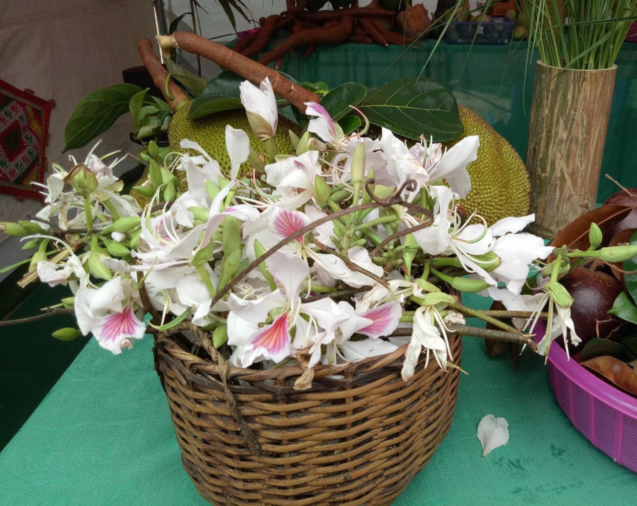 Ngắm hoa ban nở giữa lòng phố núi Sơn La