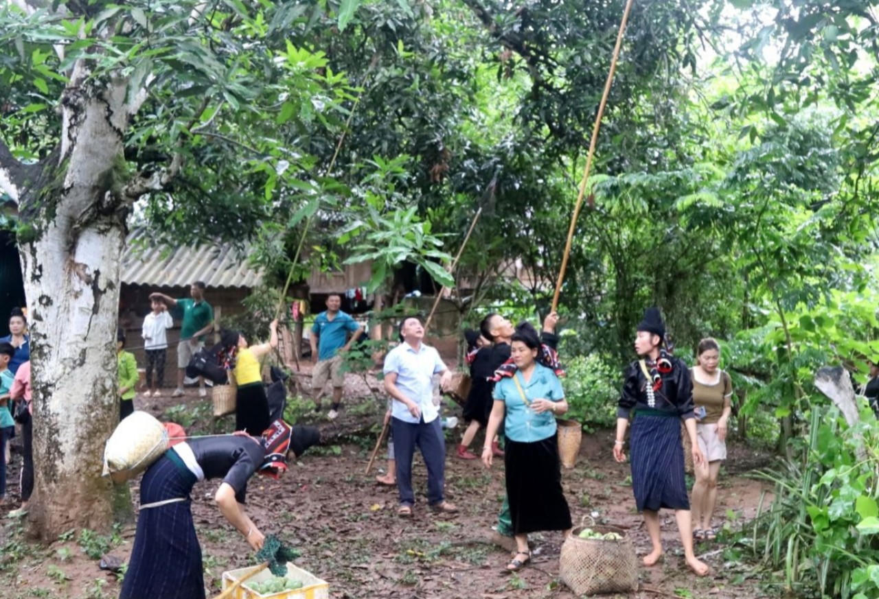 Đặc sắc Ngày hội xoài Yên Châu