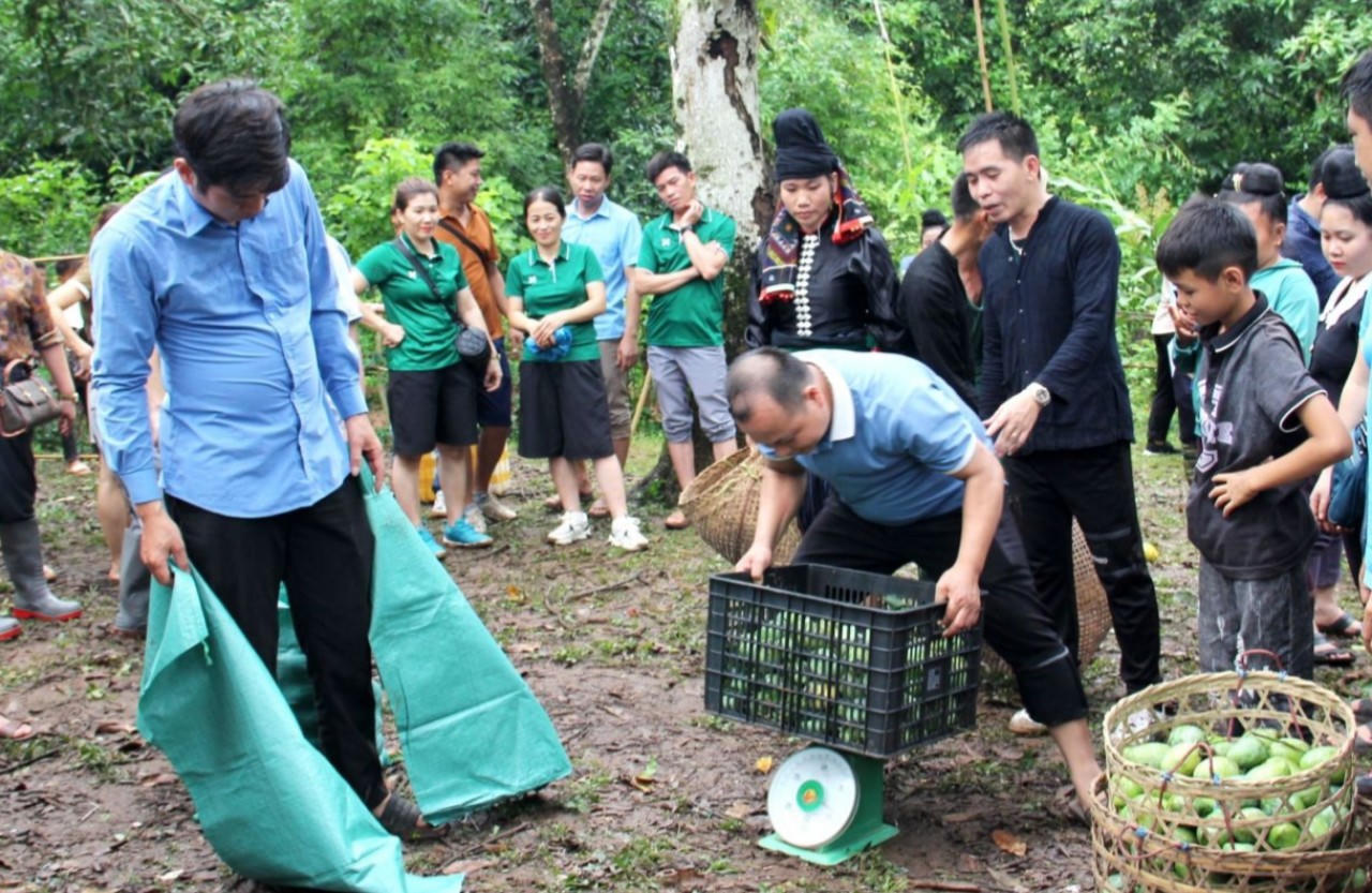 Đặc sắc Ngày hội xoài Yên Châu