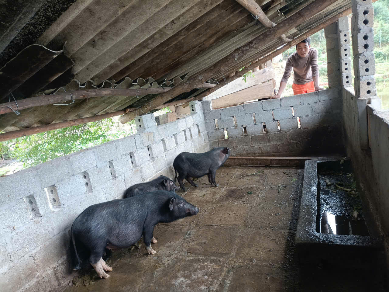 Sìn Hồ phát huy vai trò của Trung tâm Dịch vụ nông nghiệp