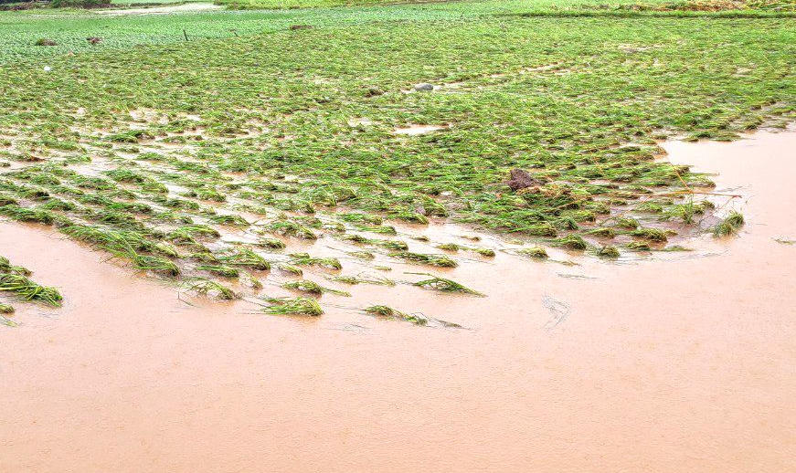 Cảnh lũ dữ 'bủa vây' nhiều nơi tại Sơn La 