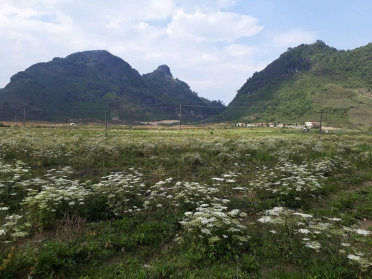 Sìn Hồ phát triển cây dược liệu để nâng cao thu nhập cho người dân