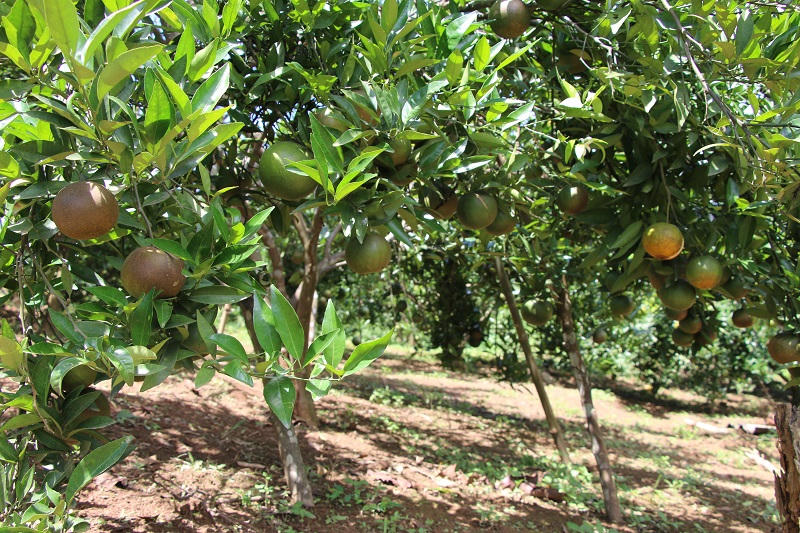 Huyện biên giới Sốp Cộp chung sức xây dựng nông thôn mới