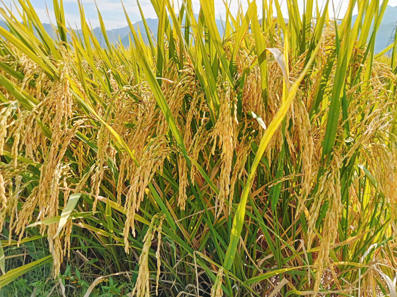 Diện mạo nông thôn mới tại một xã nghèo ở Sơn La