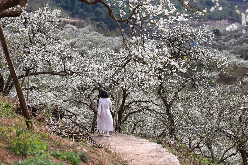 Lên cao nguyên Mộc Châu ngắm hoa mận nở đầu xuân