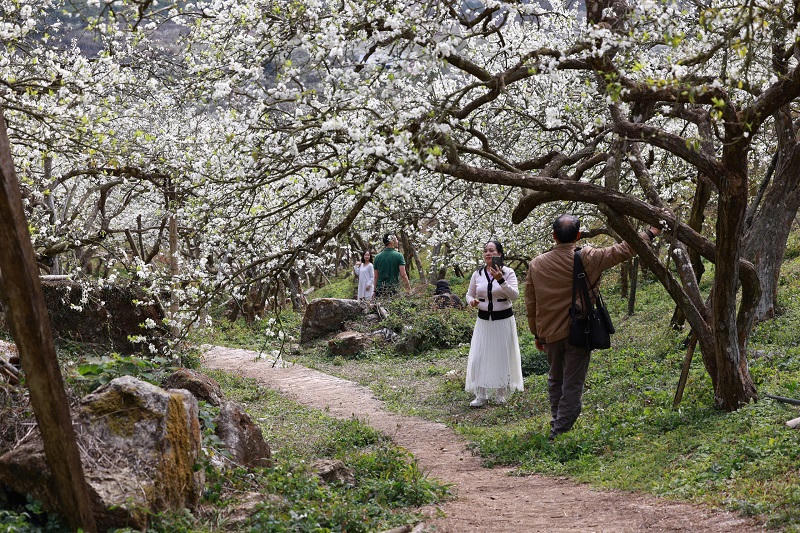 Lên cao nguyên Mộc Châu ngắm hoa mận nở đầu xuân