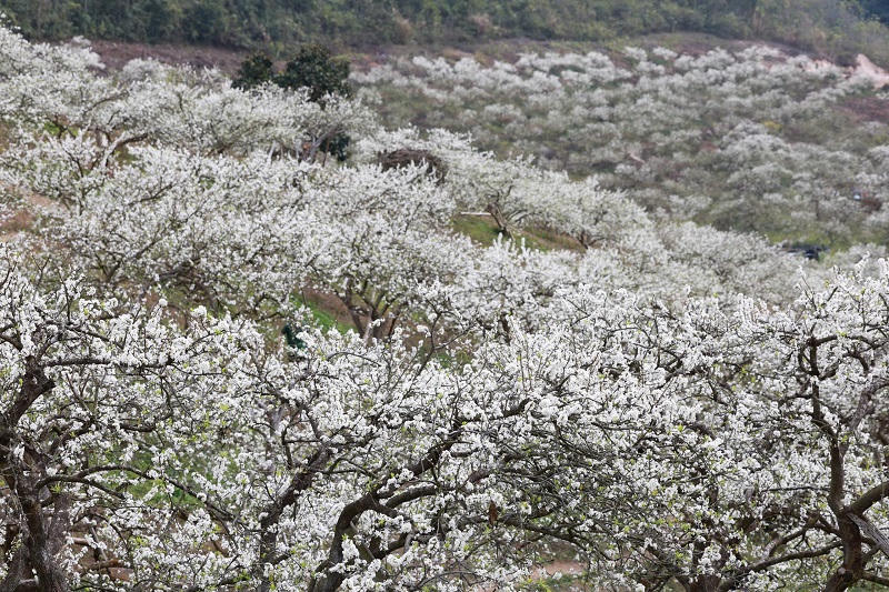 Lên cao nguyên Mộc Châu ngắm hoa mận nở đầu xuân