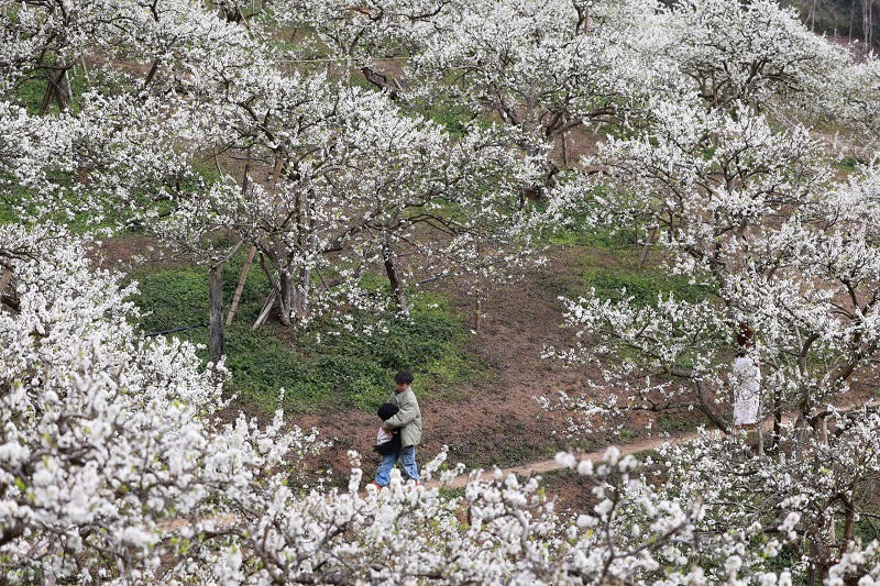 Lên cao nguyên Mộc Châu ngắm hoa mận nở đầu xuân