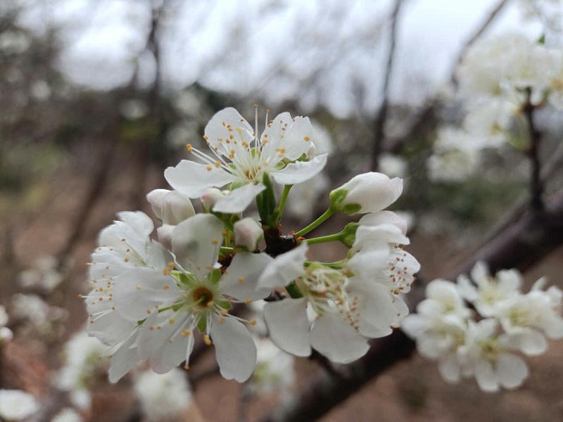 Lên cao nguyên Mộc Châu ngắm hoa mận nở đầu xuân