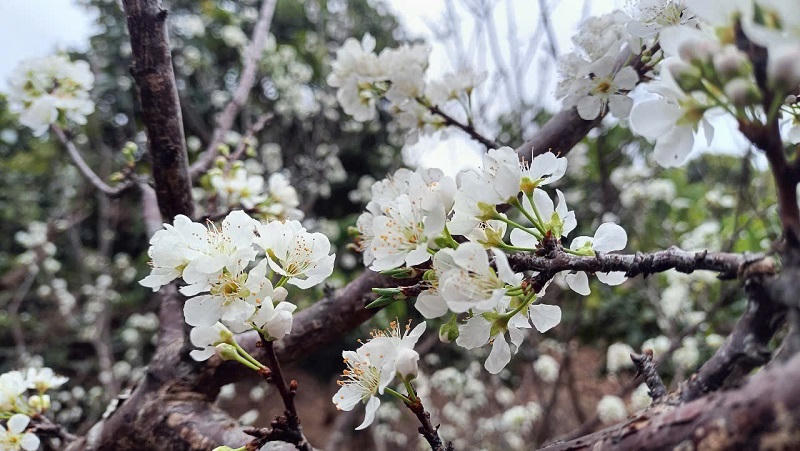 Lên cao nguyên Mộc Châu ngắm hoa mận nở đầu xuân