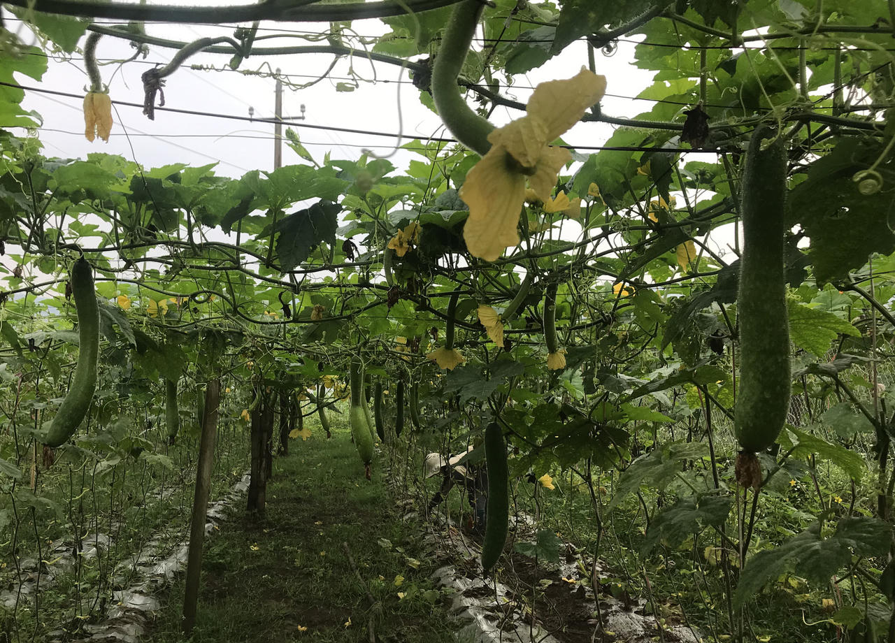 Nậm Pồ nỗ lực tạo đột phá trong phát triển nông nghiệp