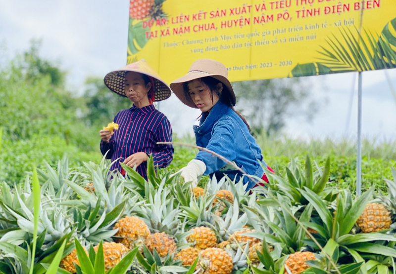 Nậm Pồ nỗ lực tạo đột phá trong phát triển nông nghiệp