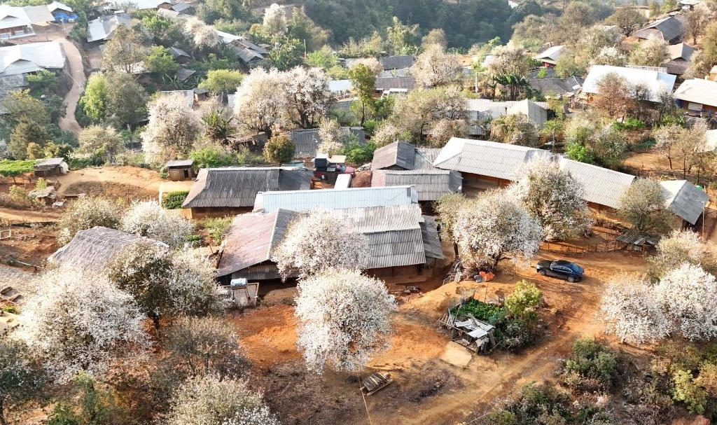 Ngắm mùa hoa sơn tra khoe sắc ở Ngọc Chiến