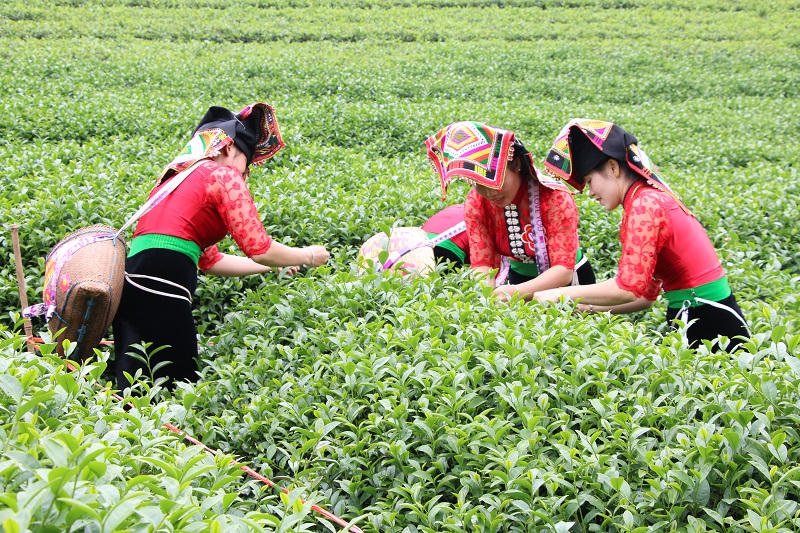 Thuận Châu nâng cao thu nhập nhờ phát triển kinh tế tập thể