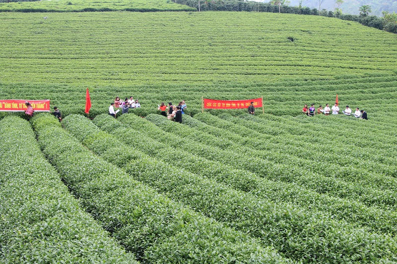 Thuận Châu nâng cao thu nhập nhờ phát triển kinh tế tập thể