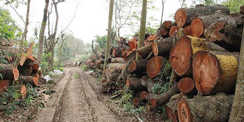 "Đường đi" của số gỗ bị đề án 6.700 cây xanh đốn hạ 