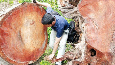 "Đường đi" của số gỗ bị đề án 6.700 cây xanh đốn hạ 