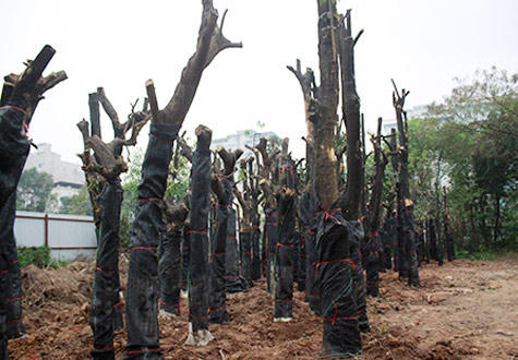 Nghi vấn quanh những công văn triển khai đề án chặt 6.700 cây xanh 