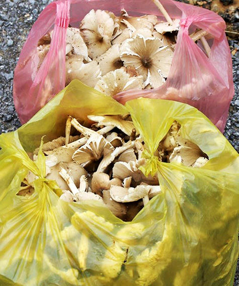 Mùa săn "linh khí trời đất" giữa đại ngàn