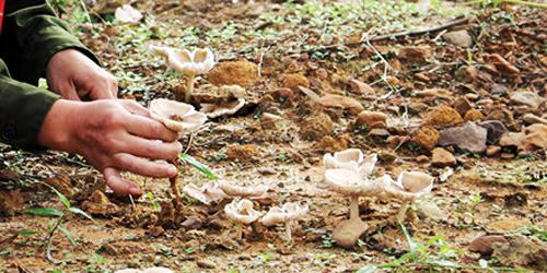 Mùa săn "linh khí trời đất" giữa đại ngàn