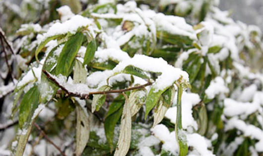 Sa Pa, Mẫu Sơn sắp có tuyết rơi